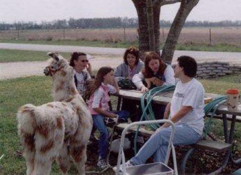 llama at picnic table with children